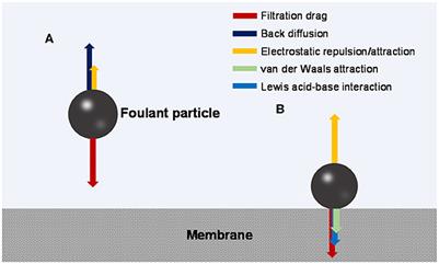 Outlining the Roles of Membrane-Foulant and Foulant-Foulant Interactions in Organic Fouling During Microfiltration and Ultrafiltration: A Mini-Review